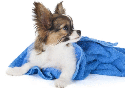 Dog-Grooming-Small-Breed