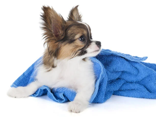 Dog Grooming Small Breed